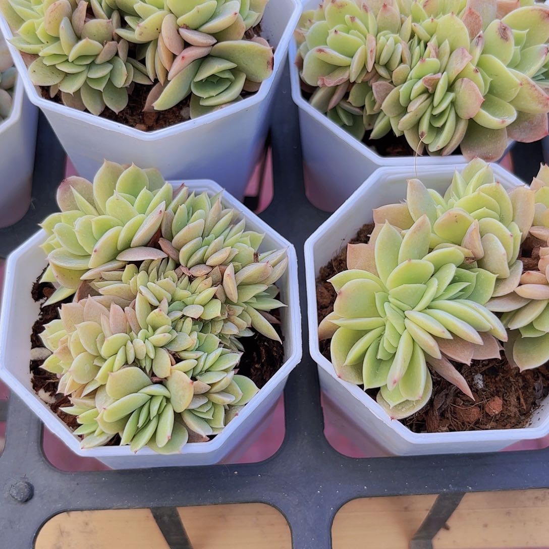 精品丝绸面纱缀化多肉