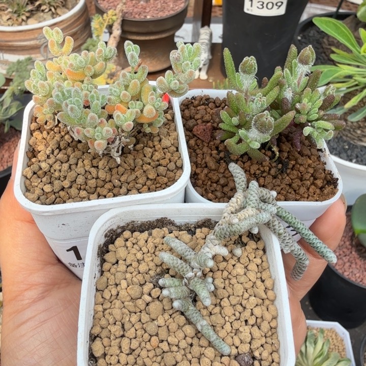 冰晶+狐尾+银蚕（满28包邮）