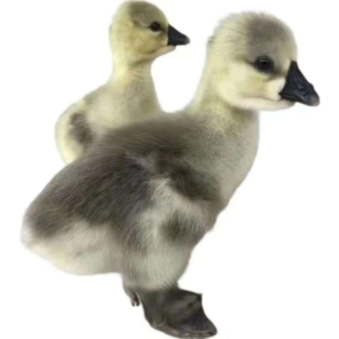 凤头活体狮头宠物家养散养