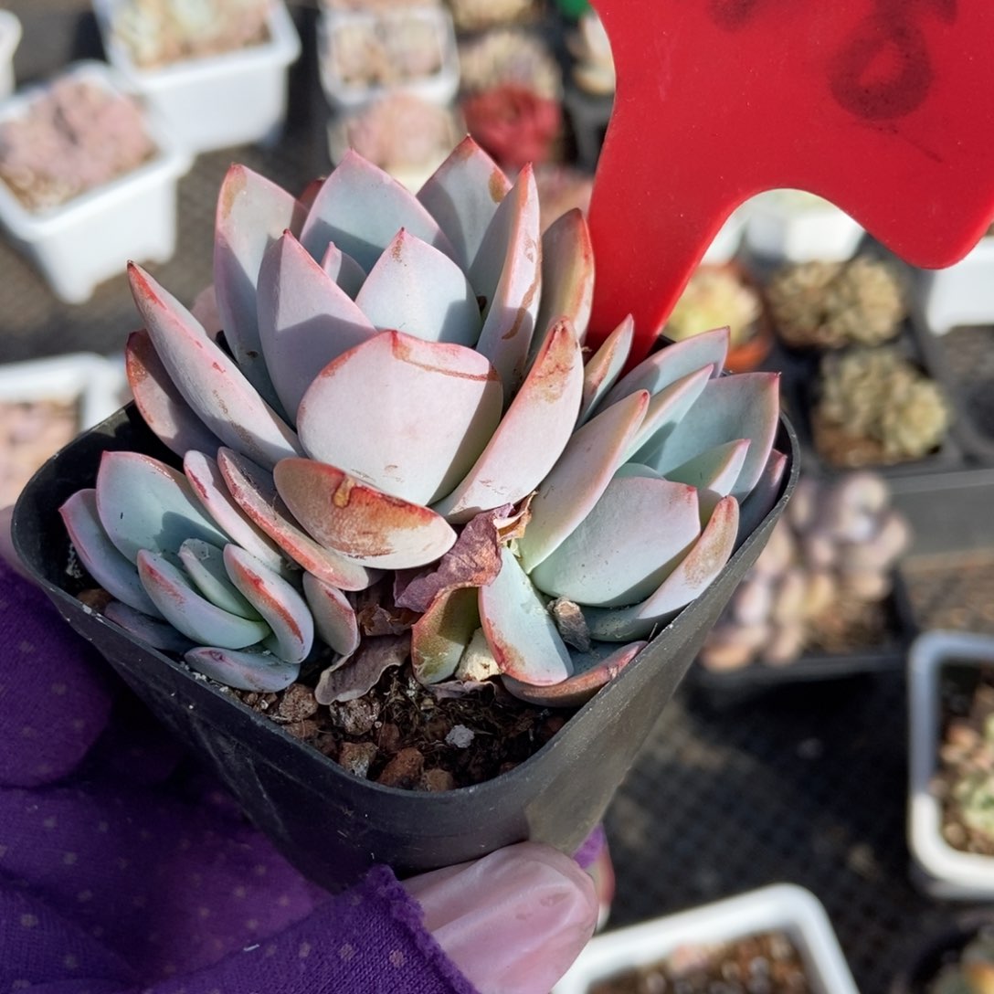 68布鲁蓝多肉植物