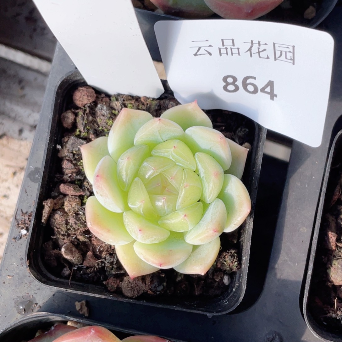 水***珠864号糖心冰心珍妮 877甜