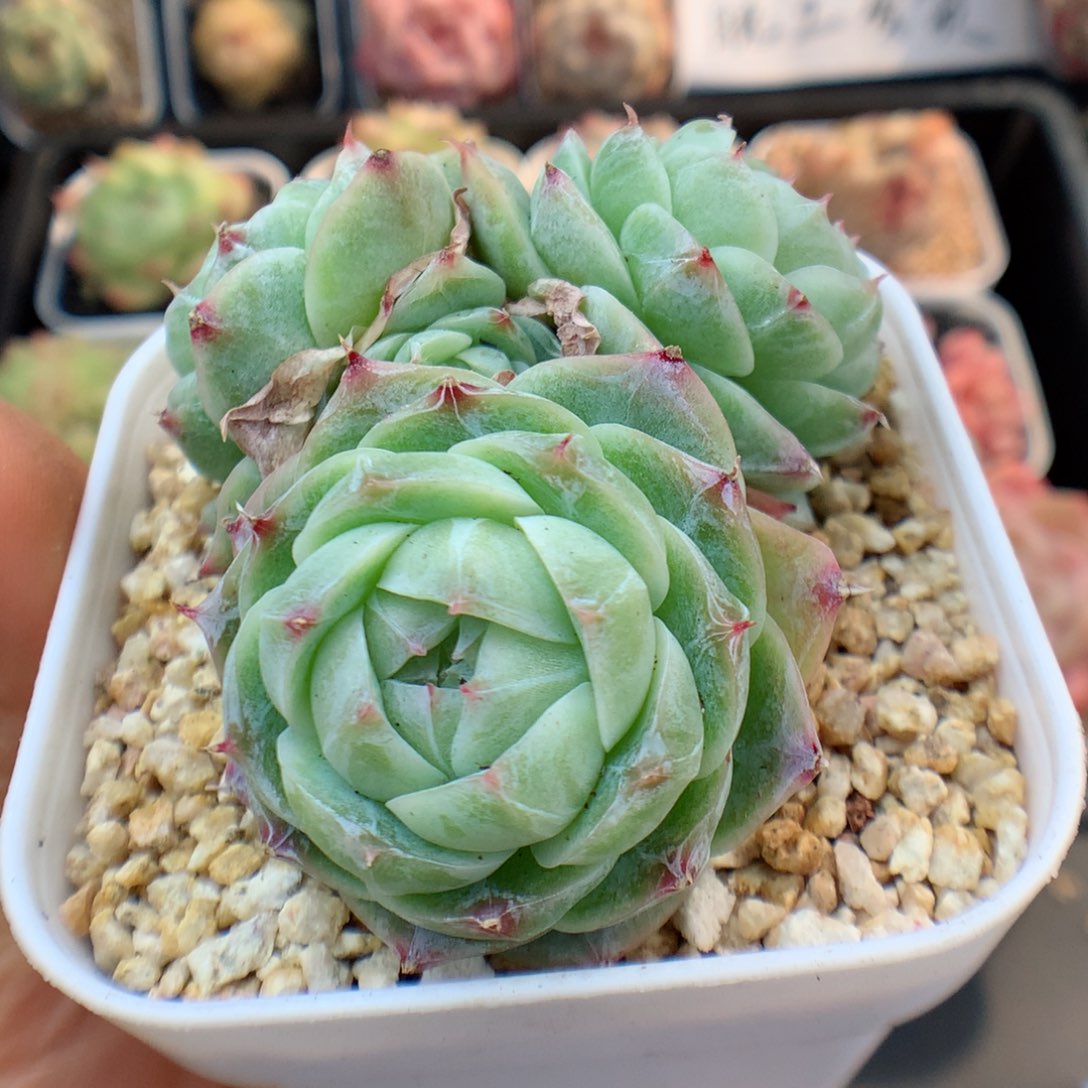 多肉植物。 糖心33