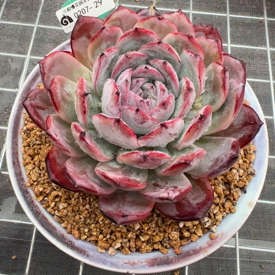 从前慢多肉精选编号0207.28