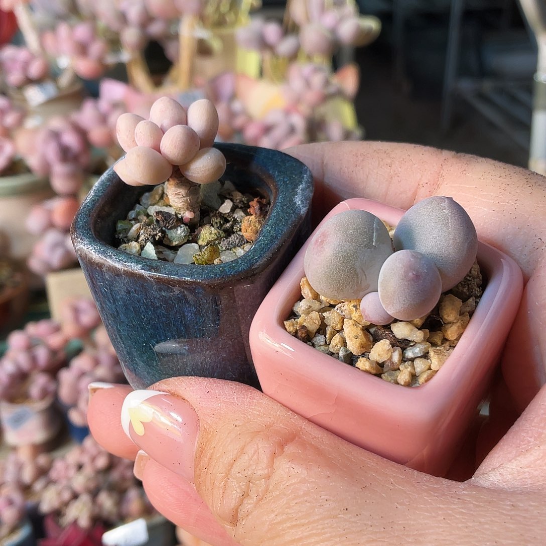 D****i多肉植物的生长发育与生长