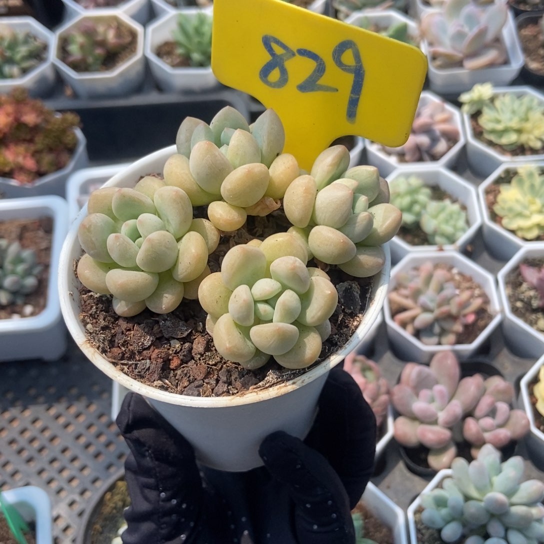 829泡泡糖多肉植物保护