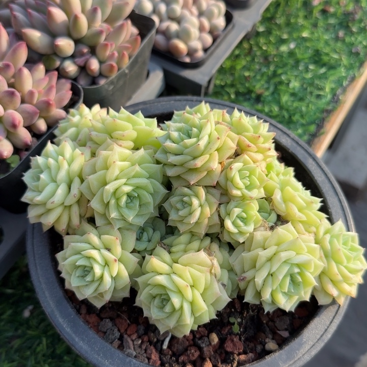 白天鹅麦秆。         
