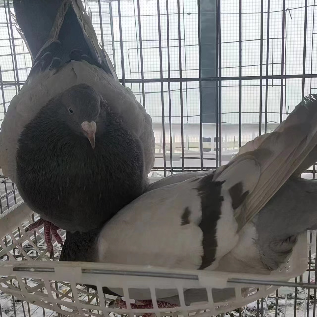 种鸽现场抓包邮包活