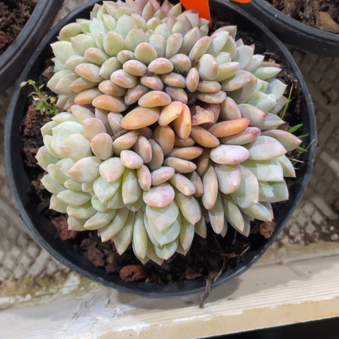 77号星影缀化多头