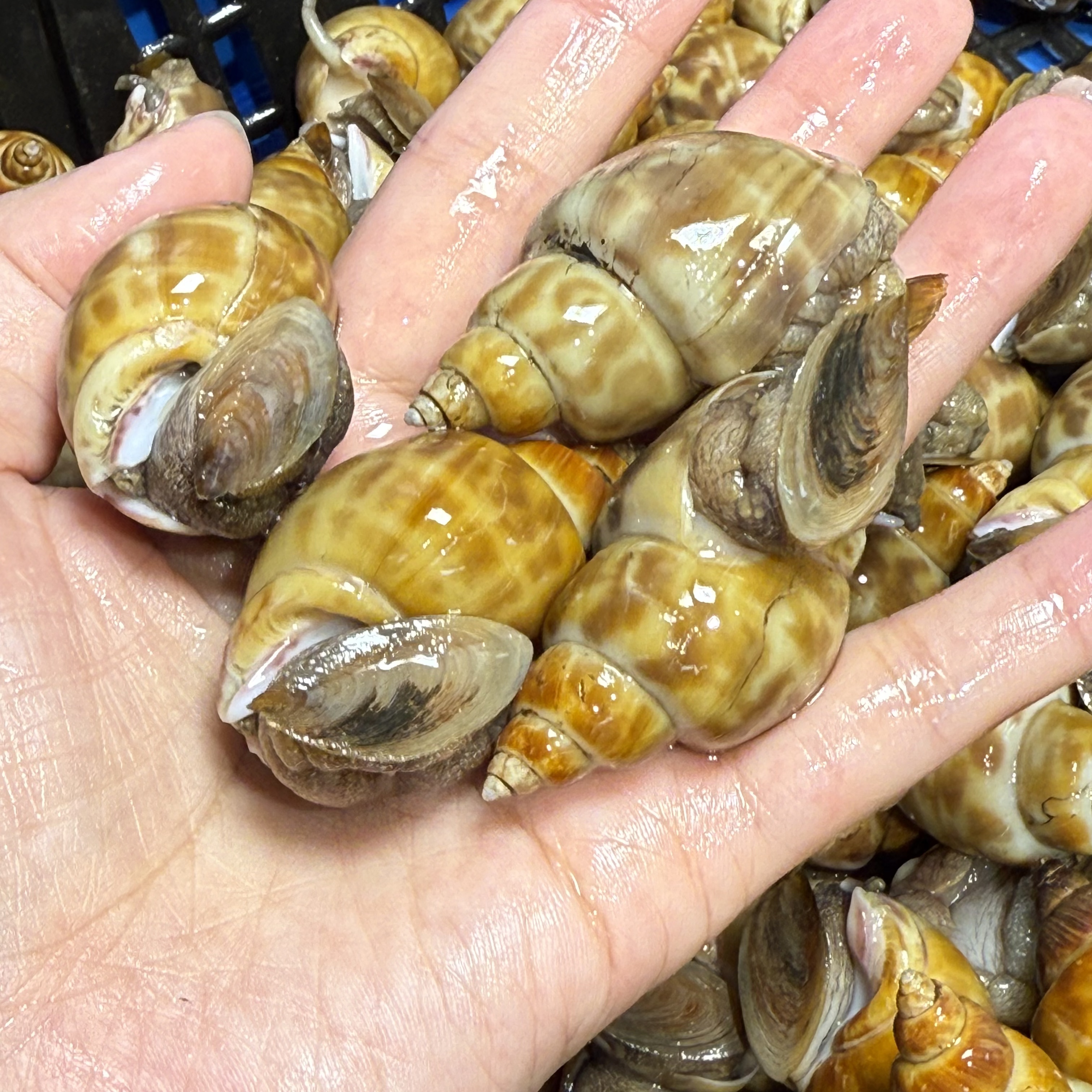 新鲜到货鲜活野生内罗海鲜水产品【保鲜不保活】