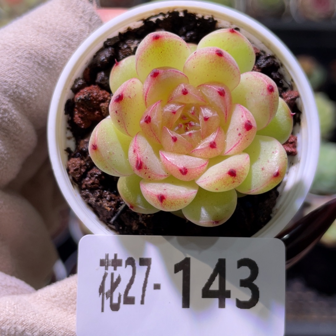 花利美27-143海王