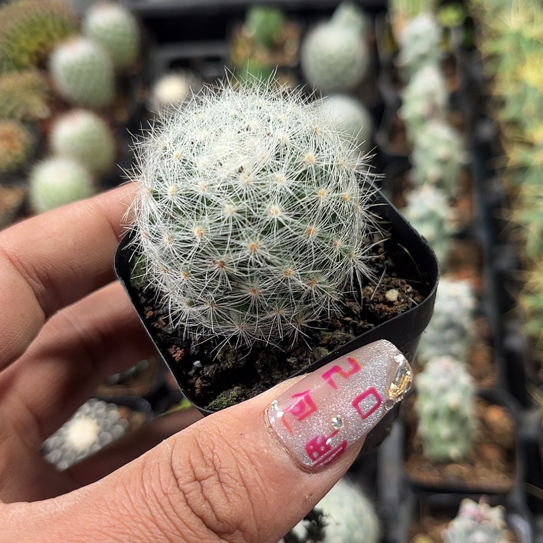 芳香丸单头发货单头发