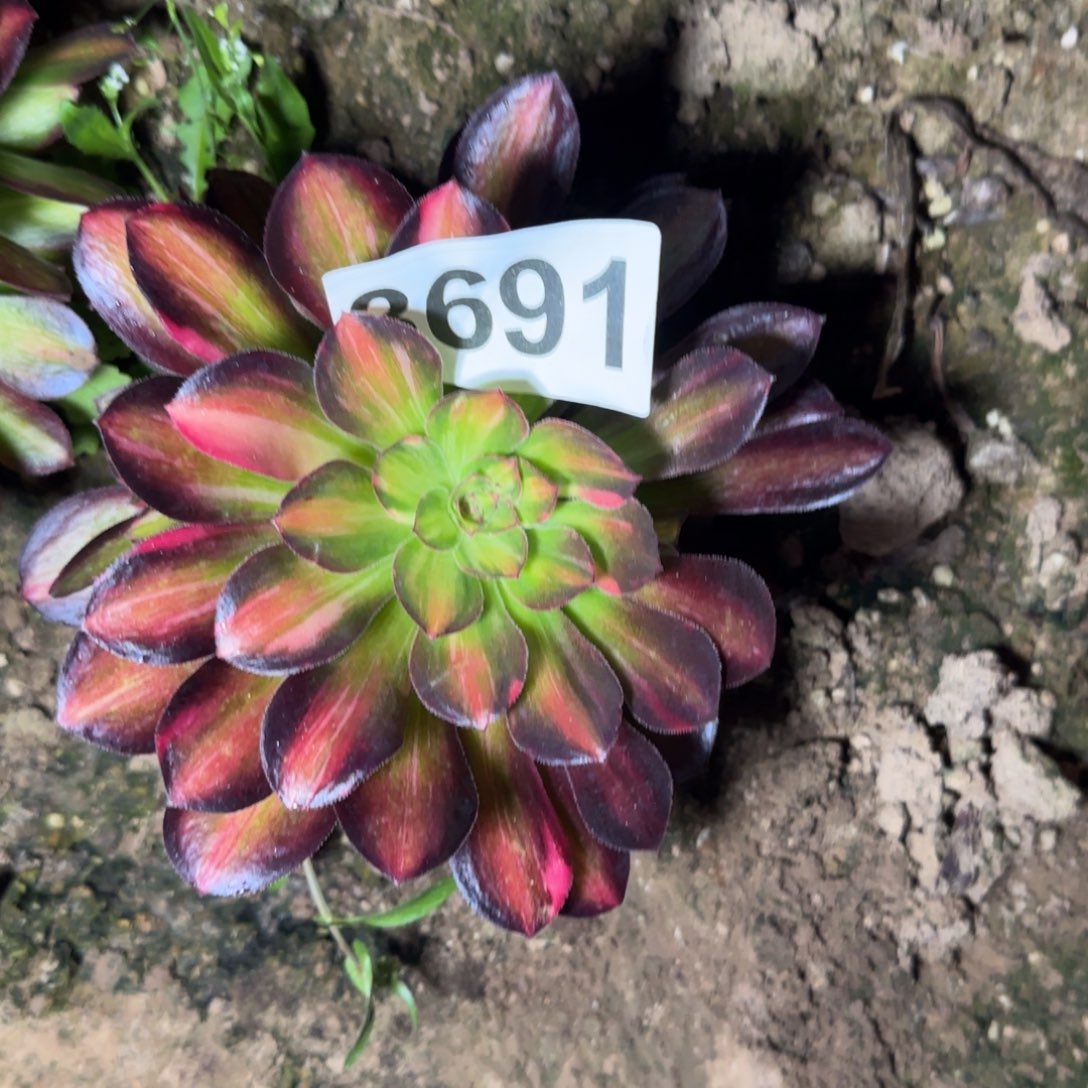 3691--5多头多肉植物大战