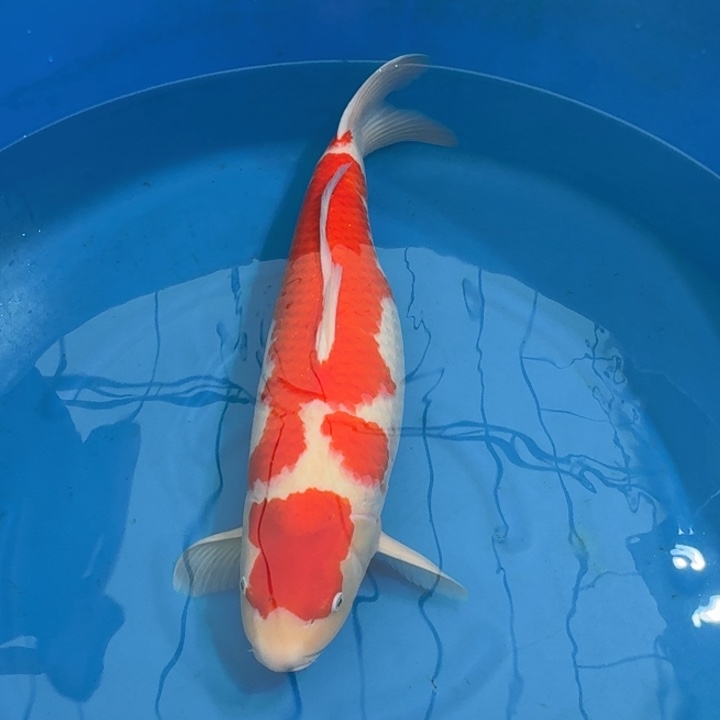 锦鲤板井三段红白