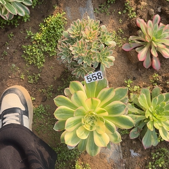 无花朵甜茶套餐558号不包断枝