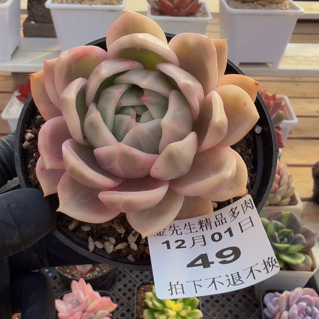 1201-49香槟锦单头