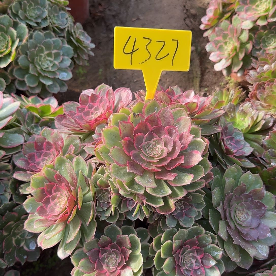 4327---粉花妖多头