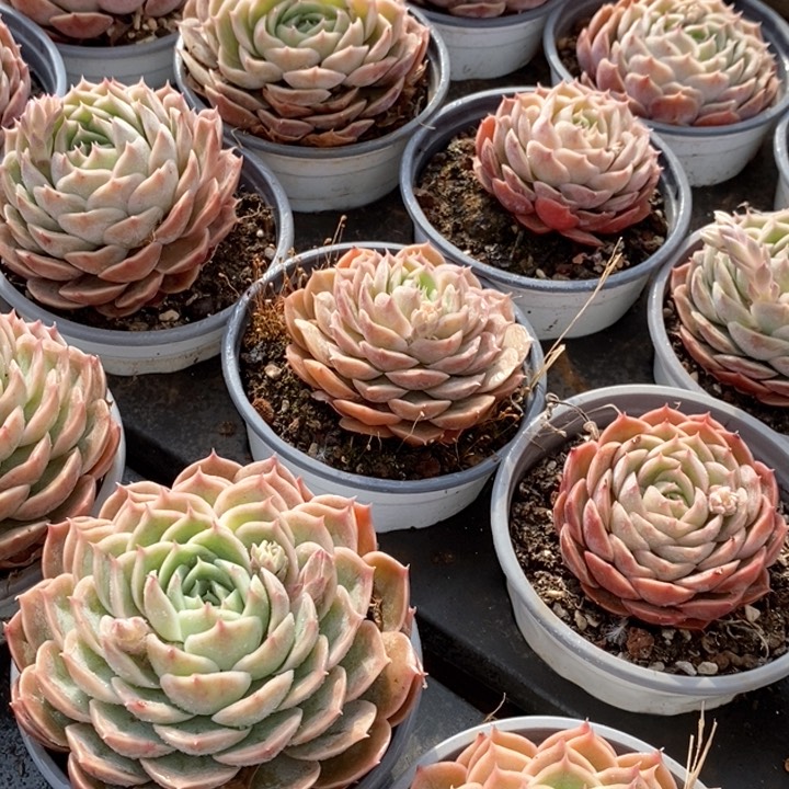 154昂斯诺单头 福利多多