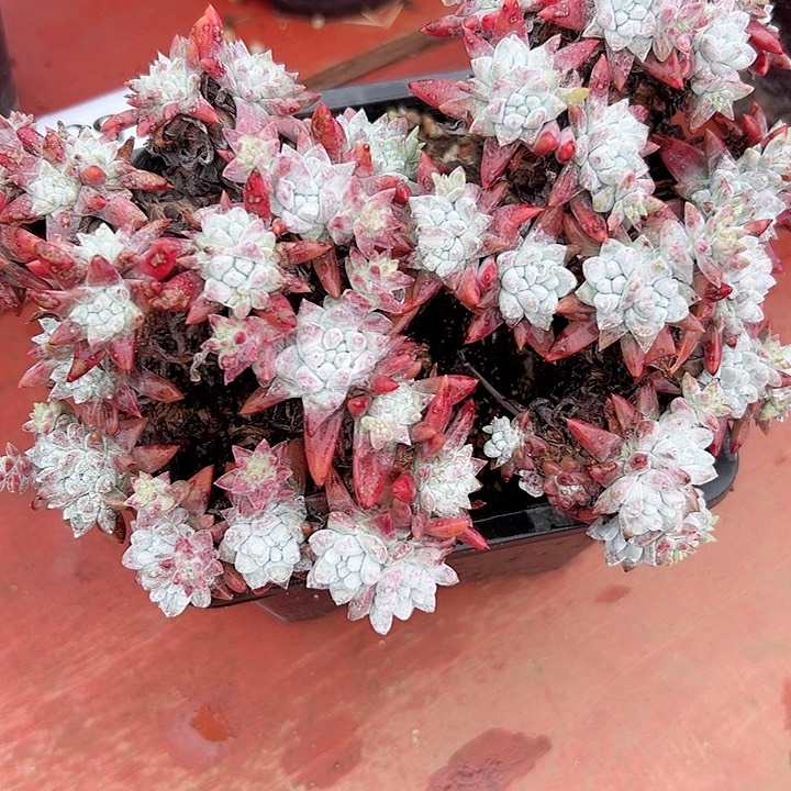 小鹿多肉一物一拍753