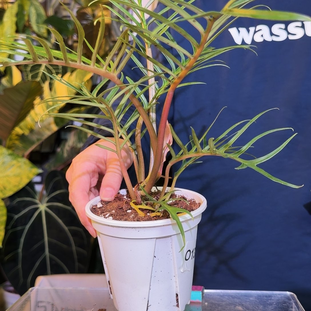 完全开放Q39鱼骨蔓绿绒