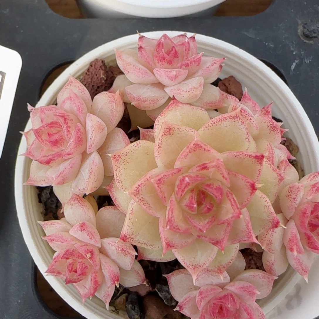 花语逸境0210-478