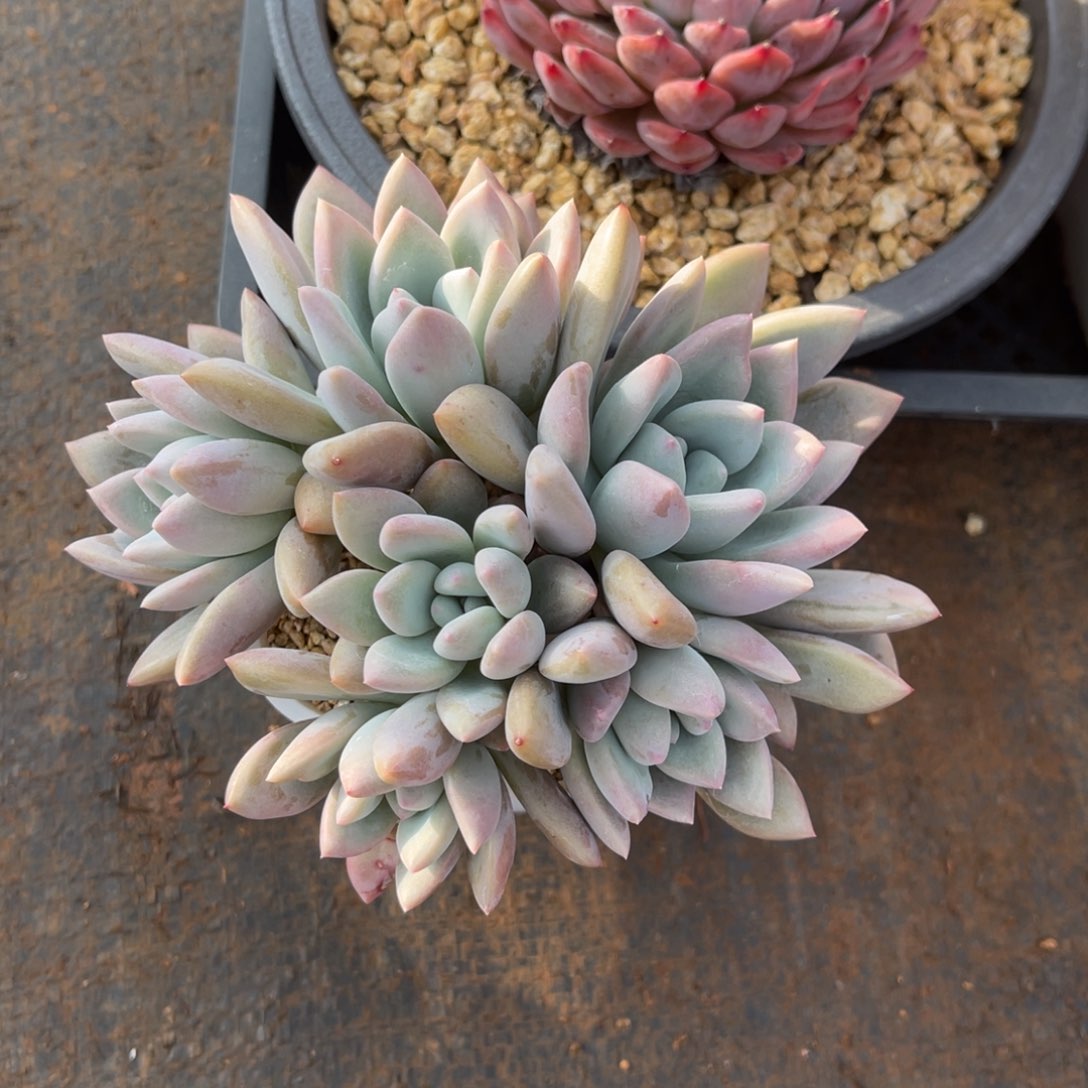 K*猫奥普群生冠幅13-14公分