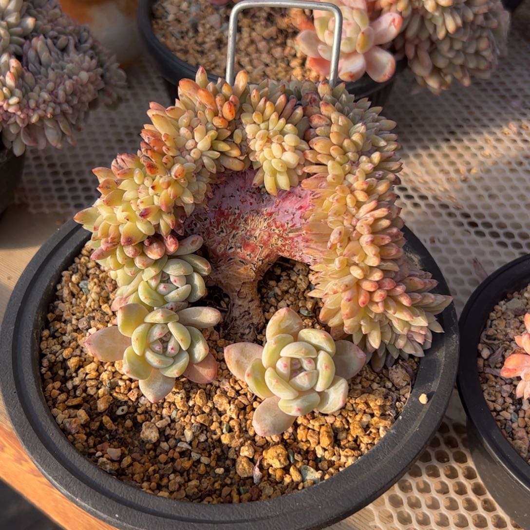 柠**?星影树老桩- COM