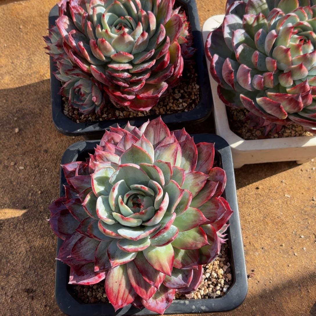 燕***一会哈哈哈哈哈哈家家户户好纠结