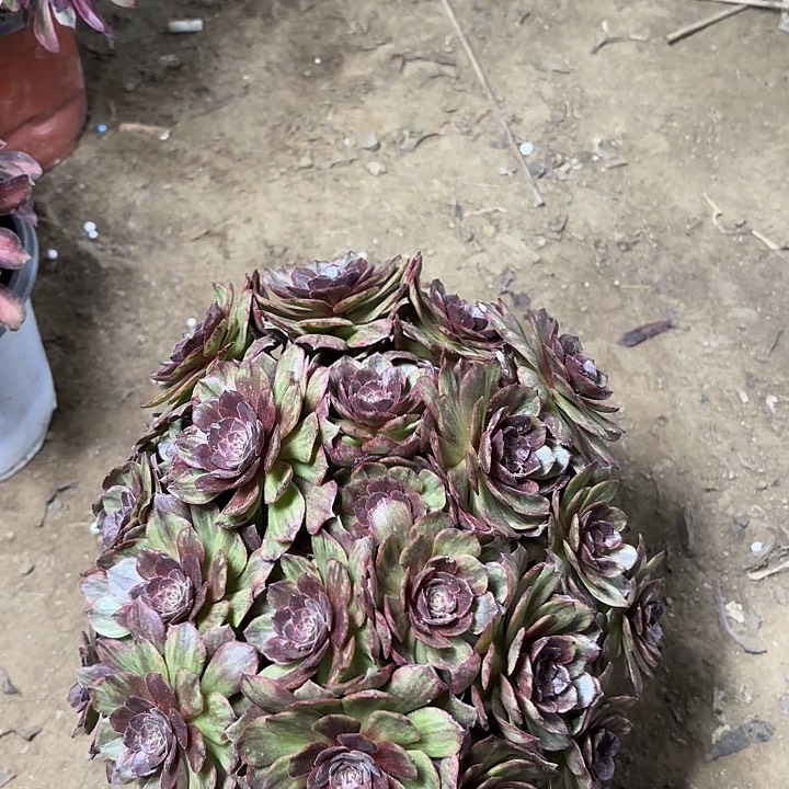 多肉植物红丝绒6