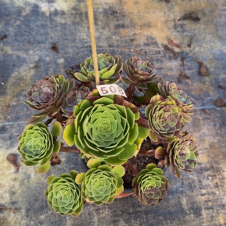 0000000000508花月夜