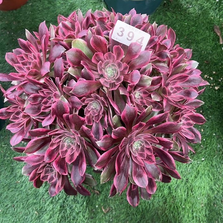 394浣纱多肉植物