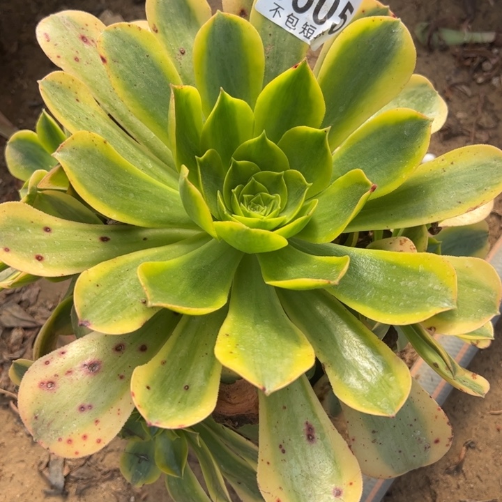 9505香炉盘黄锦多肉植物