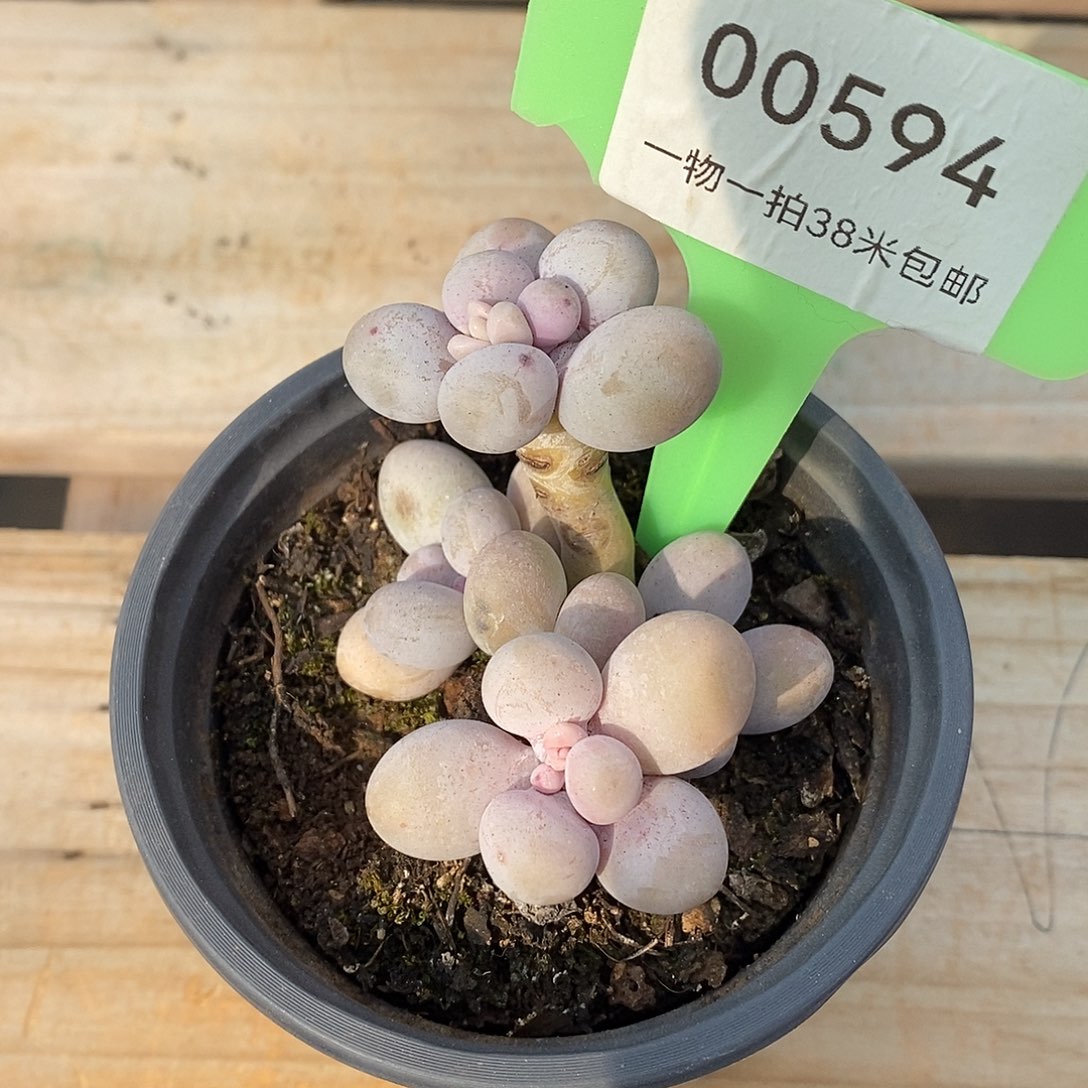 594天一老师莉莉咯偶哟