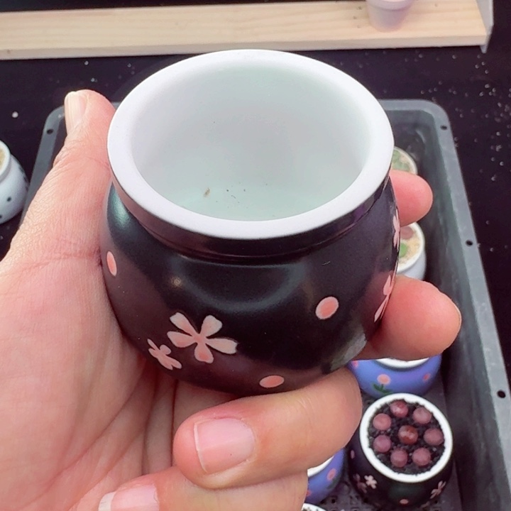 种绿地玉1零下地区记得拍保温箱