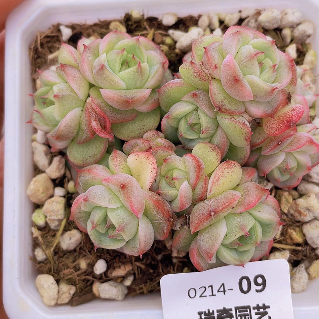 00000000000009量拍