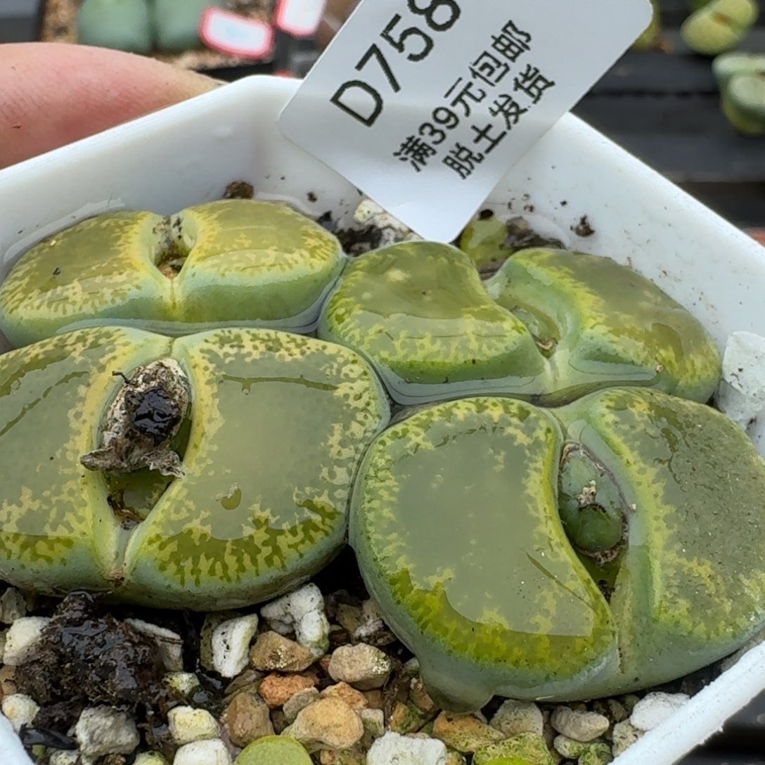 758多肉哈哈哈哈哈哈