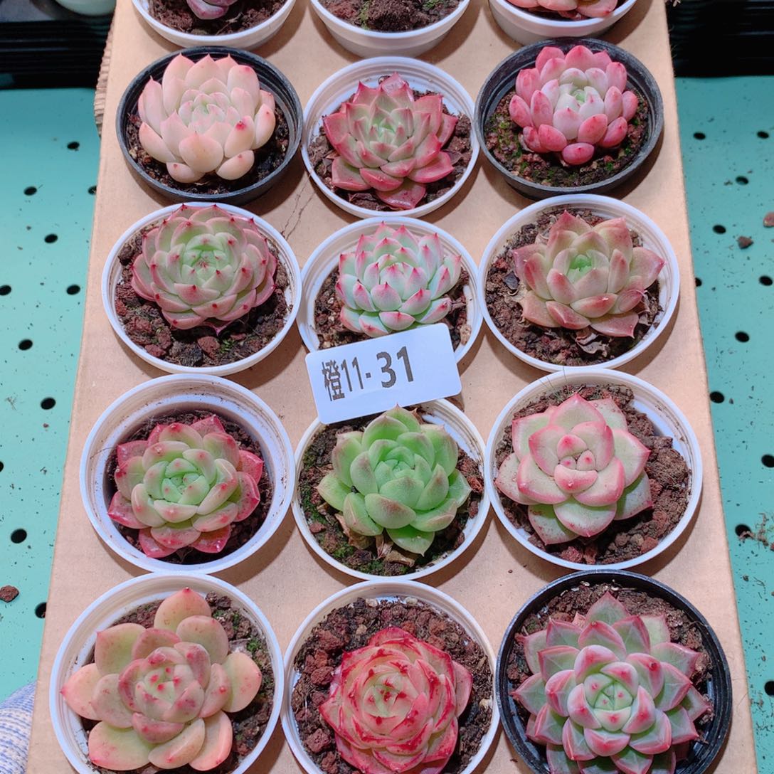11-31一物一拍多肉带盆18颗