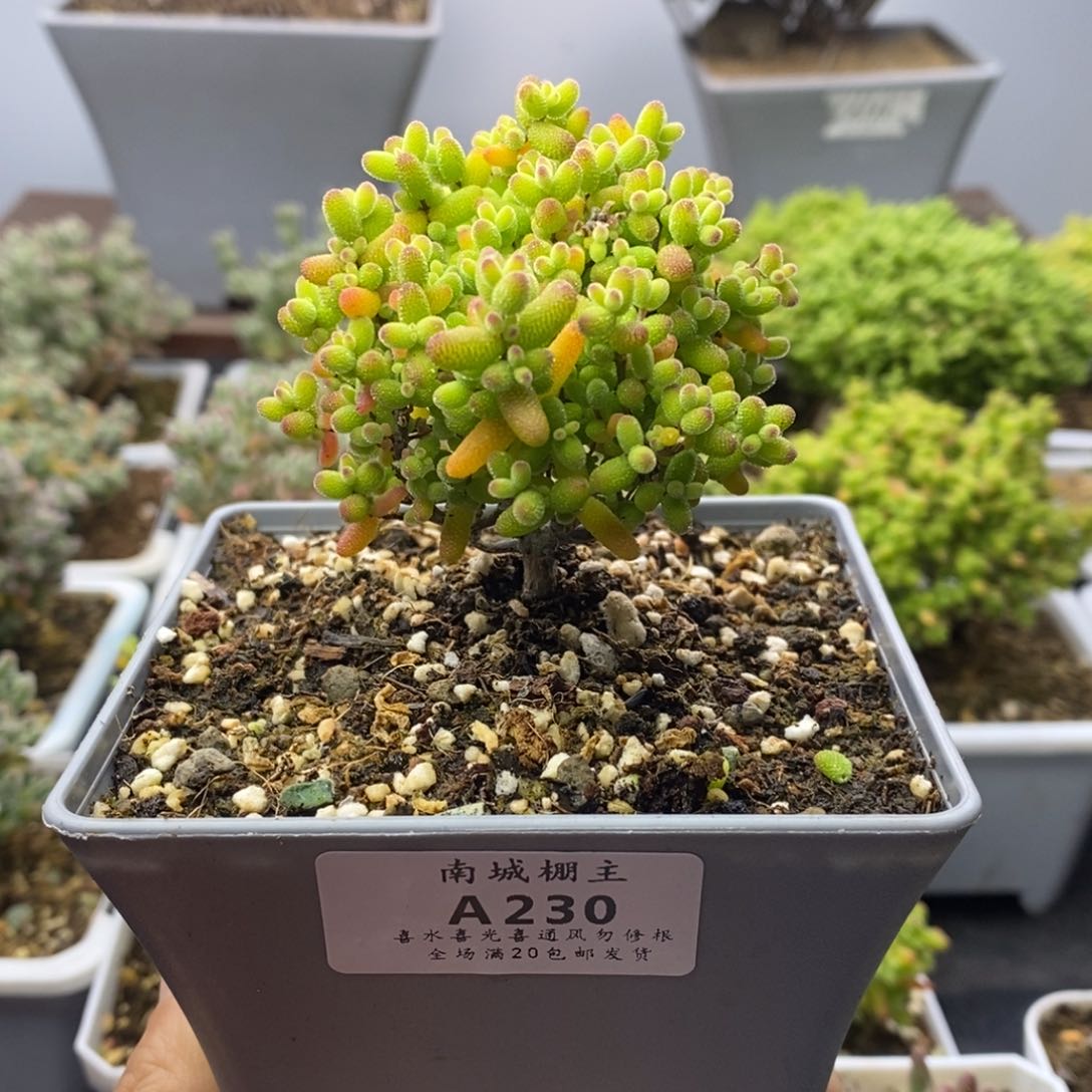 230蜜橘糖球枝干番杏