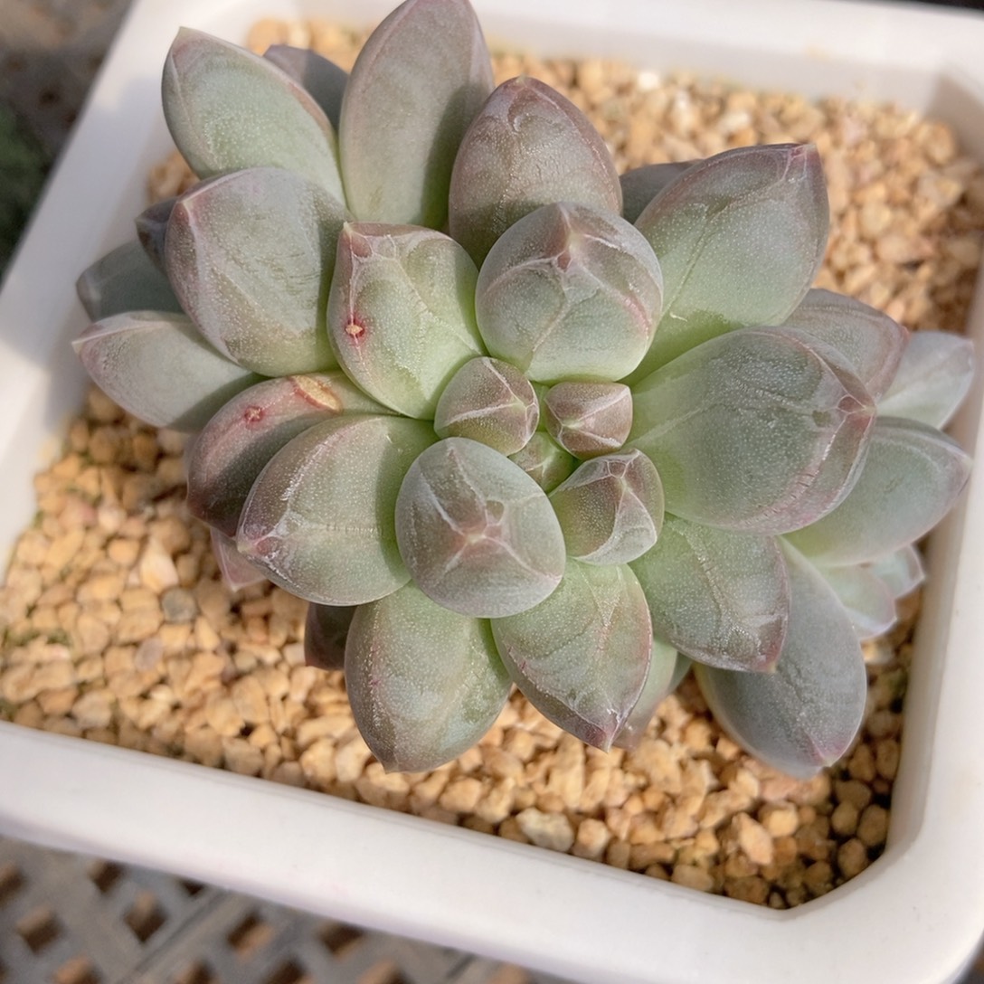 x***xxxx暗纹美人一物一拍