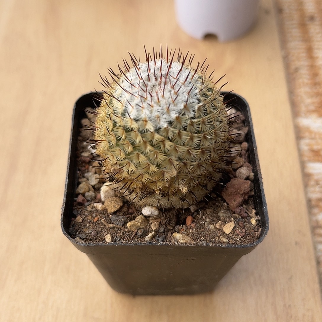 直刺佩雷一物一拍