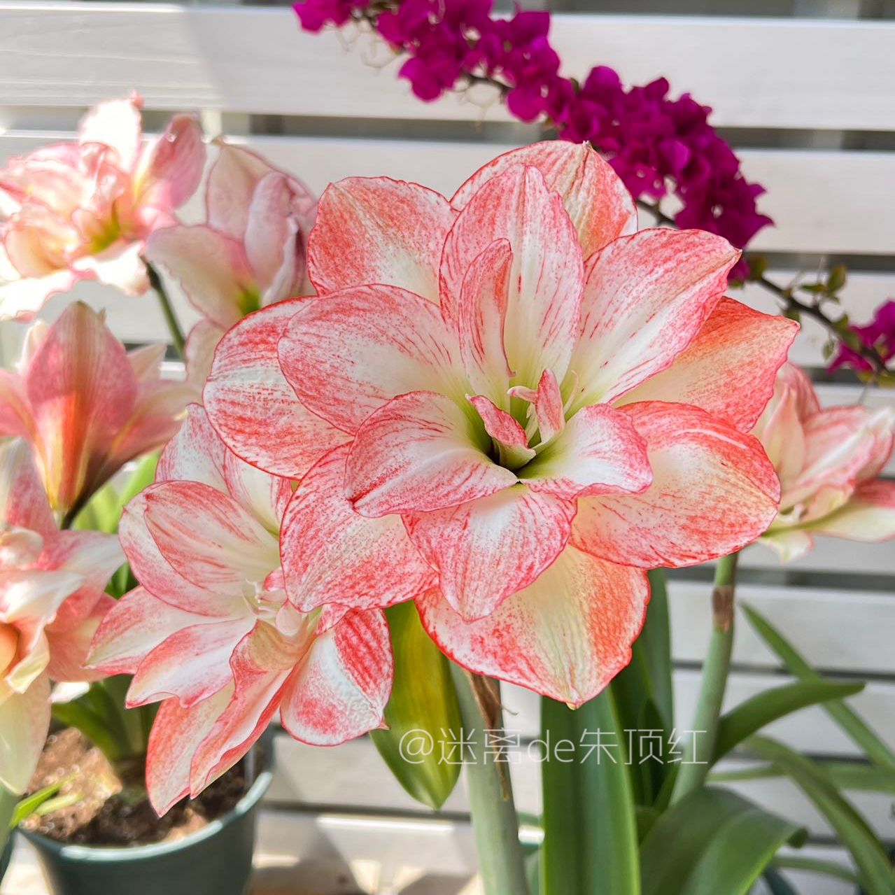 【丽朵香妃】朱顶红种球 大花重瓣