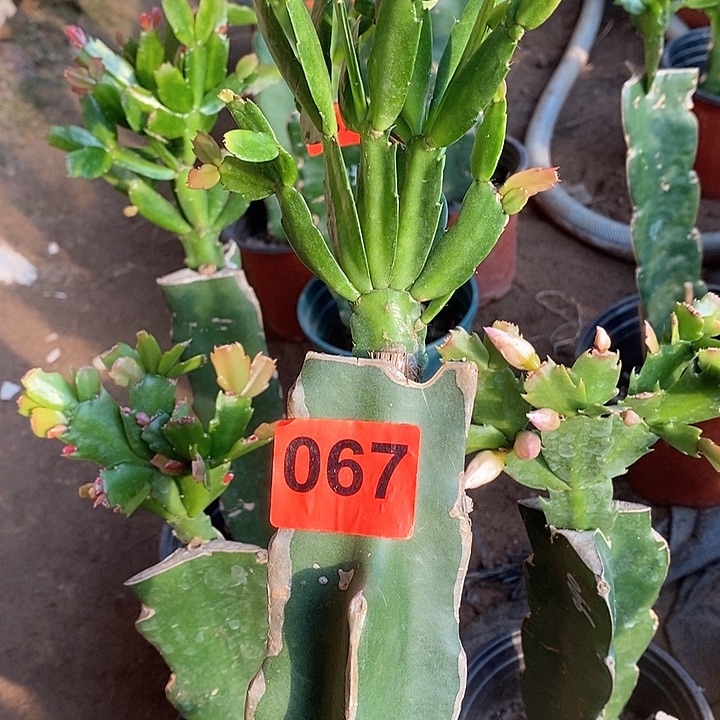 无花朵用****3雅思067号新疆不包邮