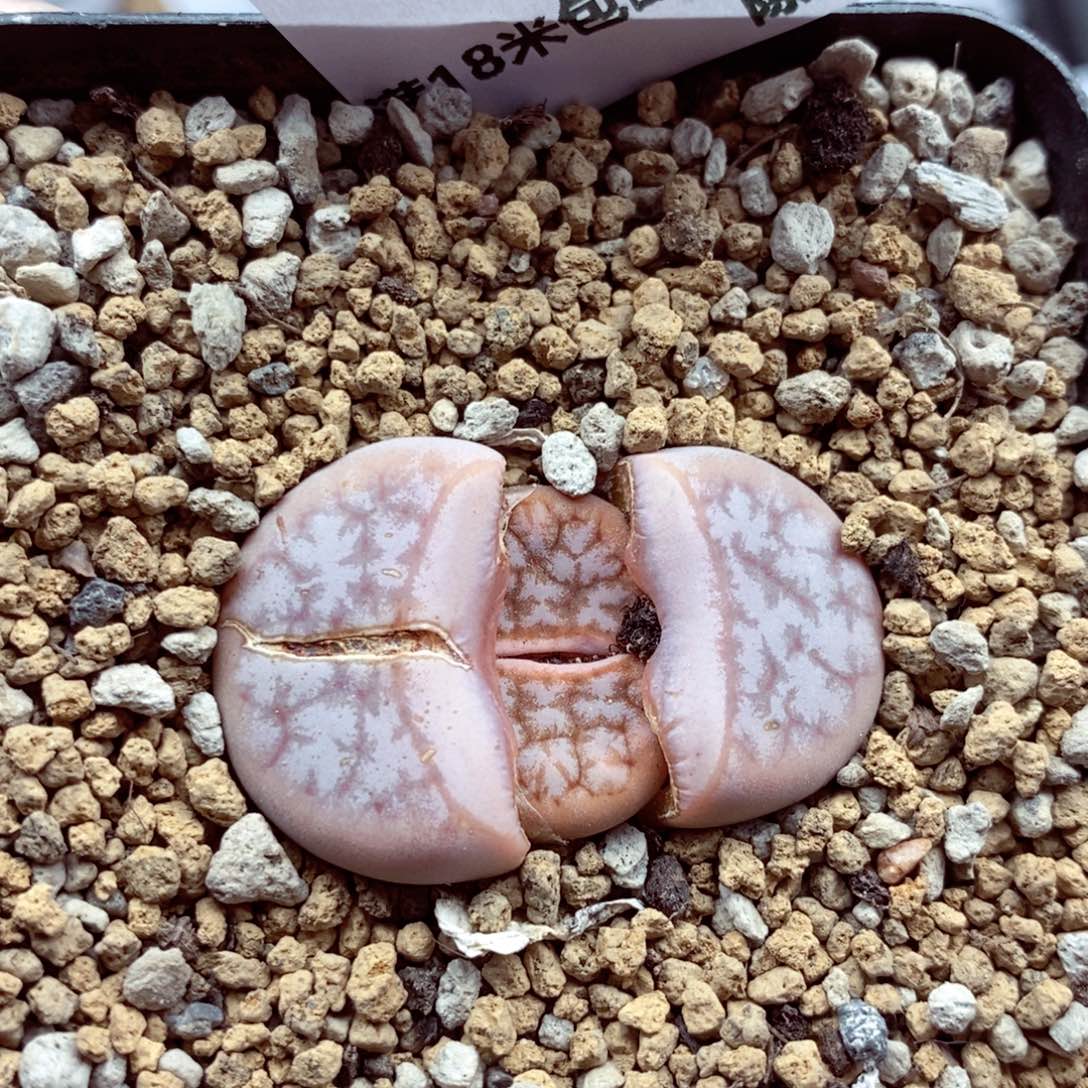 我的小姐姐们都是我155