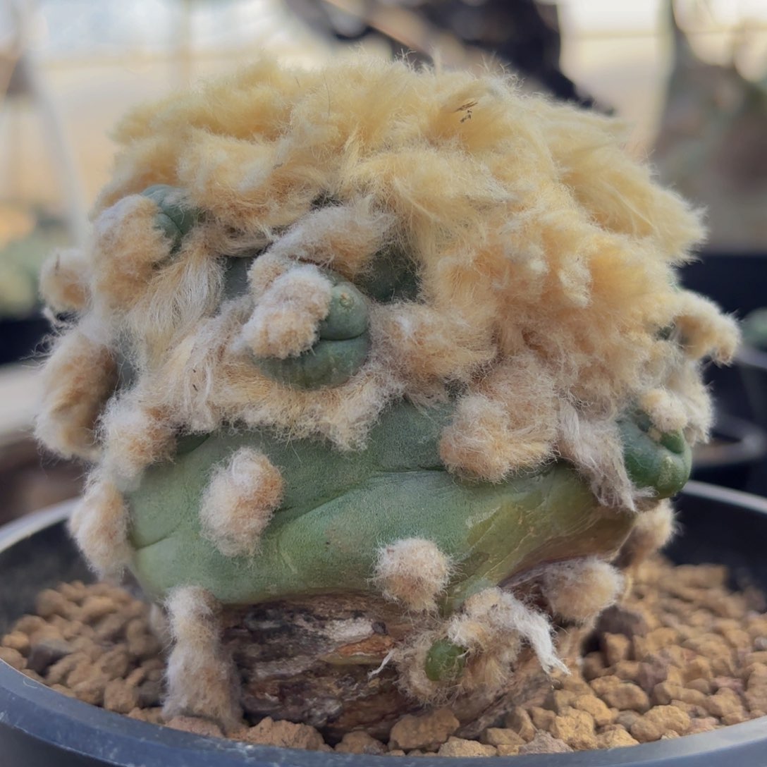 满头云海G g g g g g g