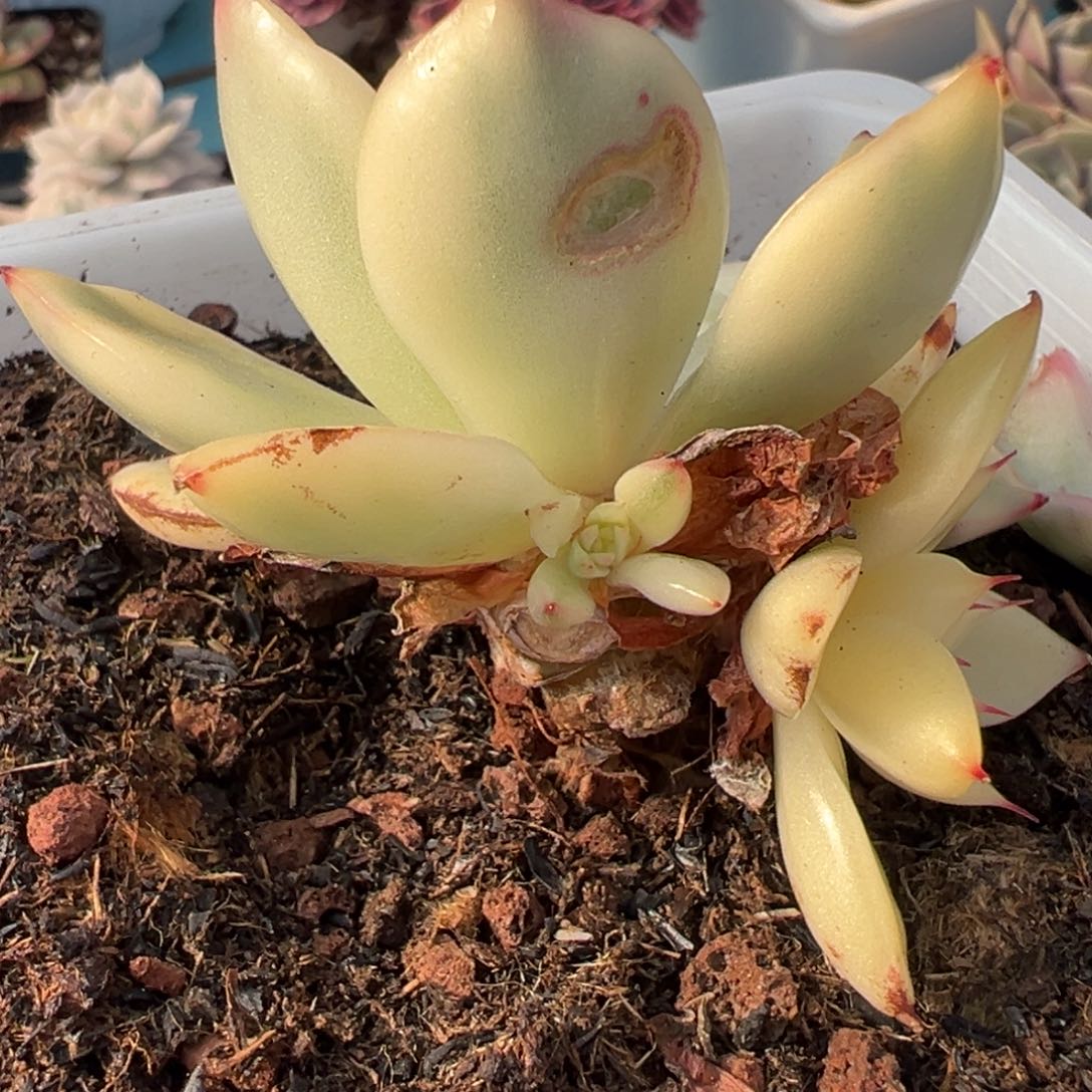 赵***坨东云锦，覆轮锦侧头预定