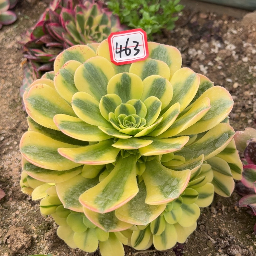 463多肉植物辛尼亚