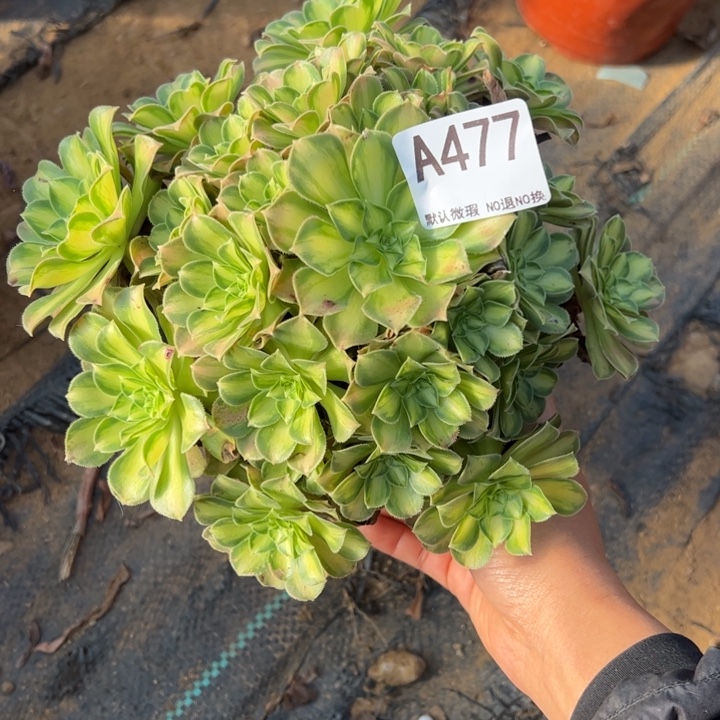 韶华多肉植物477.
