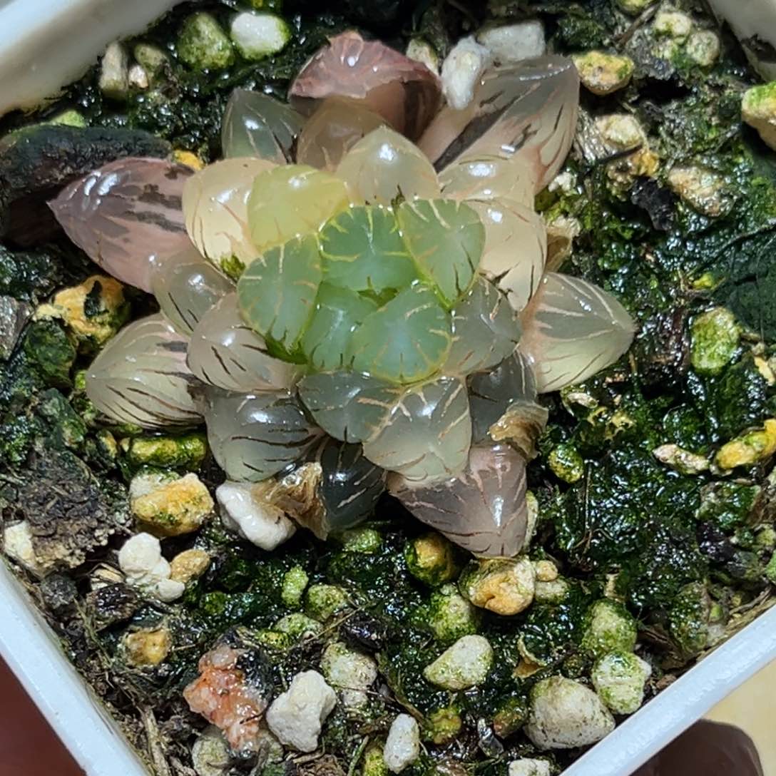 恭喜发财大吉大利623