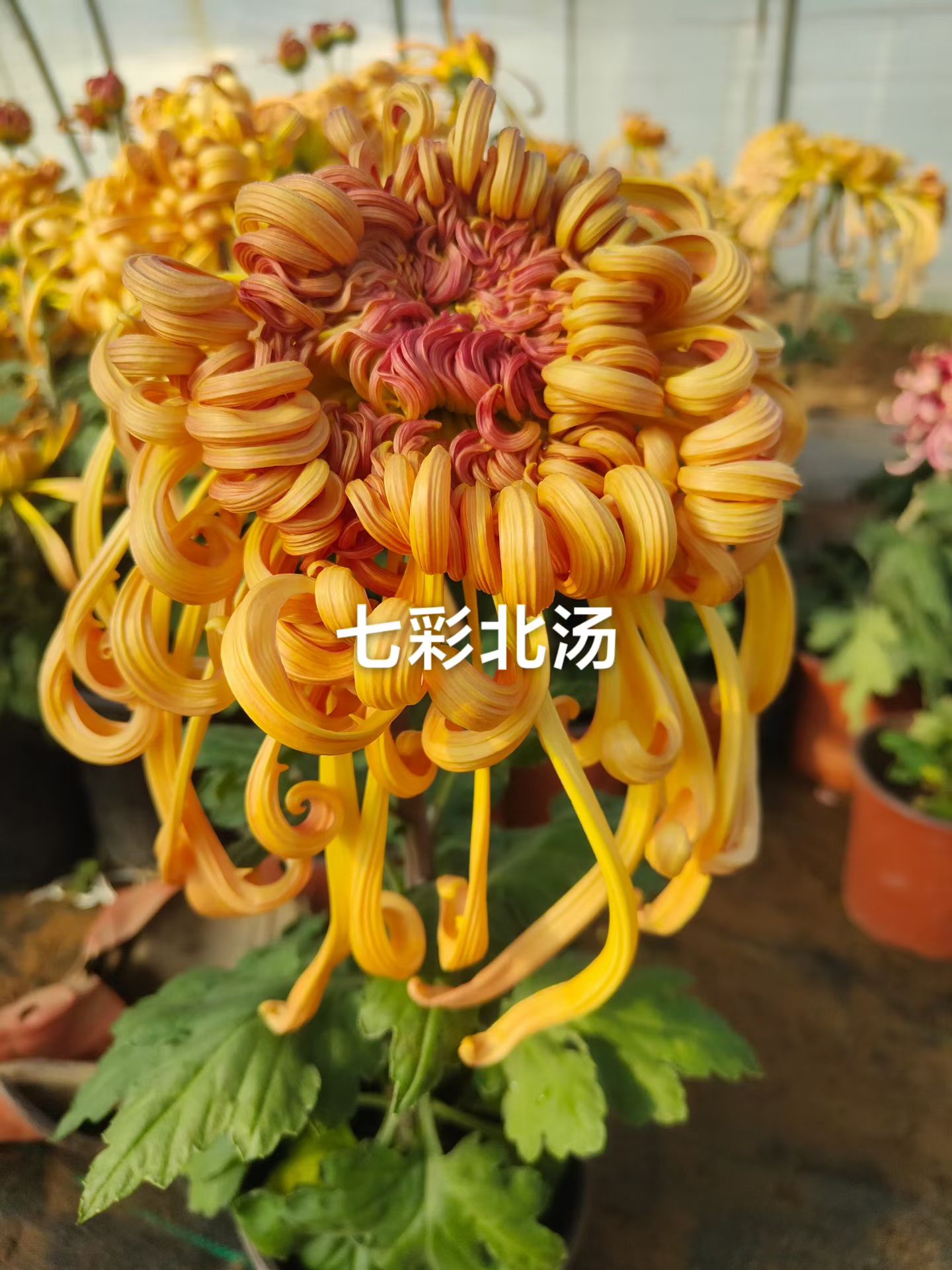 七彩北汤   品种大菊盆栽原盆原土好养活室内阳台花卉