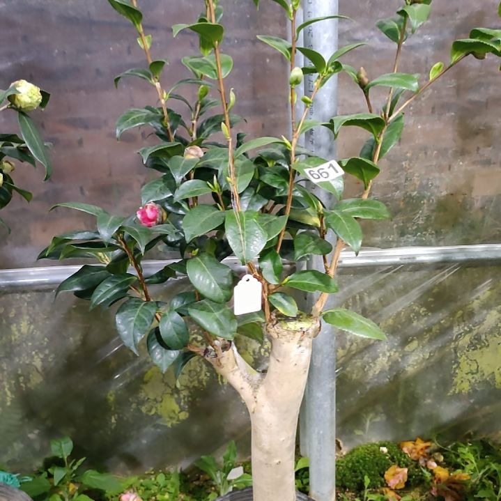 661六品，原盆原土发货