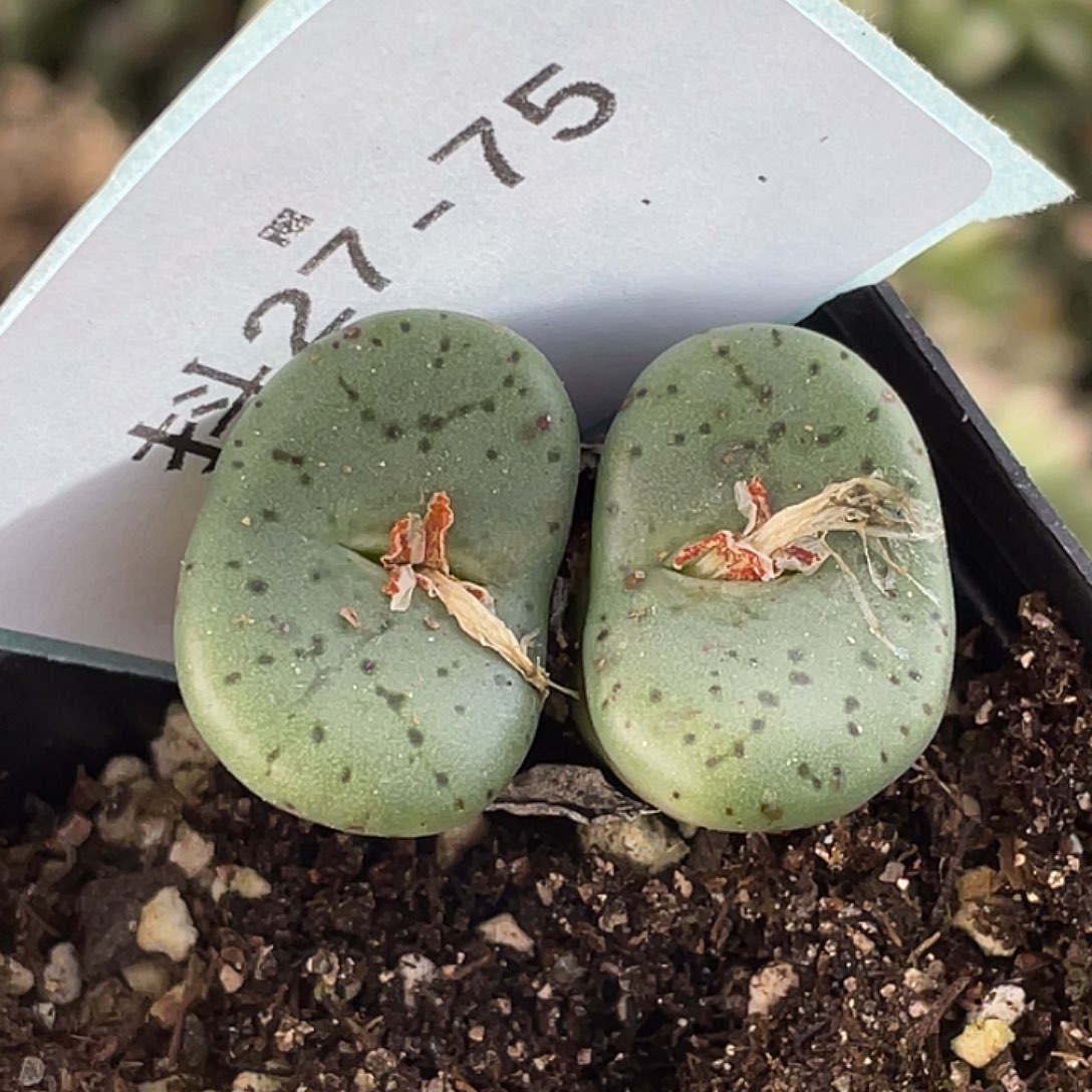 27-75荷叶安贞肉锥